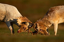 Fallow Deer Stags (Dama dama) fighting. Bradgate Park, Leicestershire, UK, November.