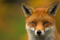 Red Fox (Vulpes vulpes) portrait. Leicestershire, UK, November.
