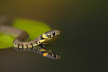 Grass Snake (Natrix natrix) on lily pad, reflected in water. Leicestershire, UK, October.