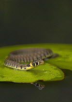 Grass Snake (Natrix natrix) on lily pad, reflected in water, Leicestershire, UK, October.