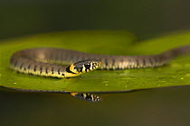 Grass Snake (Natrix natrix) on a lily pad. Leicestershire, UK, October.