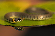 Grass Snake (Natrix natrix) on a lily pad. Leicestershire, UK, September.