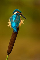 Kingfisher (Alcedo atthis) perched on bullrush. Worcestershire, UK, September.