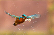Kingfisher (Alcedo atthis) in flight with a caught fish. Worcestershire, UK, March.