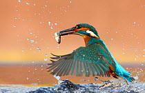 Kingfisher (Alcedo atthis) taking off from water with caught fish. Worcestershire, UK, March.