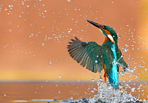 Kingfisher (Alcedo atthis) rising from water after diving for prey. Worcestershire, UK, March.