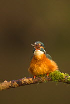 Kingfisher (Alcedo atthis) perched, swallowing fish. Worcestershire, UK, April.