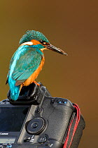 Kingfisher (Alcedo atthis) perched on camera. Worcestershire, UK, March.