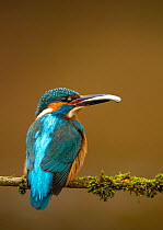 Kingfisher (Alcedo atthis) perched with fish in beak. Worcestershire, UK, April.
