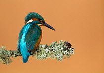 Kingfisher (Alcedo atthis) perched with lichen. Worcestershire, UK, March.