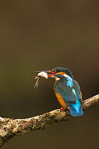 Kingfisher (Alcedo atthis) perched with fish. Worcestershire, UK, March.
