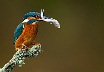 Kingfisher (Alcedo atthis) perched with fish in beak. Worcestershire, UK, September.