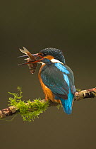 Kingfisher (Alcedo atthis) perched with fish. Worcestershire, UK, March.