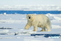 Polar Bear (Ursus maritimus) on sea ice. Svalbard, Norway, July.