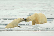 Polar Bears (Ursus maritimus) greeting each other, as one emerges from water onto sea ice. Svalbard, Norway, July.