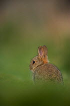 Rabbit (Oryctolagus cuniculus). Shetland Isles, Scotland, UK, April.