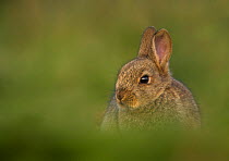 Rabbit (Oryctolagus cuniculus) amongst grass. Shetland Isles, Scotland, UK, April.