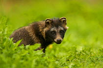 Raccoon Dog (Nyctereutes procyonoides). Indigenous to East Asia, introduced to Scandinavia and eastern Europe.  Finland, Europe, August.