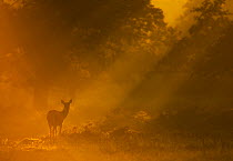 Red Deer (Cervus elaphus) hind in early morning mist. Bradgate Park, Leicestershire, UK, September.
