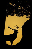 Red Deer (Cervus elaphus) stag silhouetted in a woodland glade. Bradgate Park, Leicestershire, UK, October.