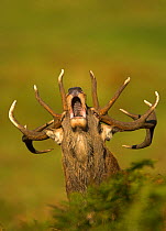 Red Deer (Cervus elaphus) stag roaring. Bradgate Park, Leicestershire, UK, October.