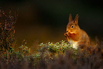 Red Squirrel (Sciurus vulgaris) feeding. Scotland, UK, February.
