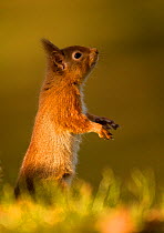 Red Squirrel (Sciurus vulgaris) standing in profile. Scotland, UK, February.
