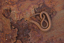 Slow Worm (Anguis fragilis) basking on rusty metal. Leicestershire, UK, March.