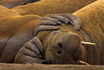 Walrus (Odobenus rosmarus) resting with flippers of another on its head. Svalbard, Norway, July.