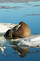 Walrus (Odobenus rosmarus) hauled out on ice. Svalbard, Norway, July.