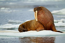 Walrus (Odobenus rosmarus) hauled out on ice. Svalbard, Norway, July.