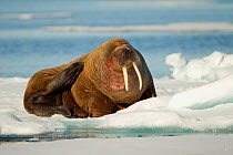 Walrus (Odobenus rosmarus) hauled out on ice, scratching itself. Svalbard, Norway, July.