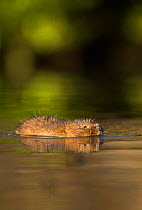 Water Vole (Arvicola amphibius) swimming. Derbyshire, UK, March.