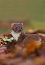 Weasel (Mustela nivalis) amongst leaves. Leicestershire, UK, October.