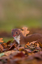 Weasel (Mustela nivalis) amongst leaves. Leicestershire, UK, October.