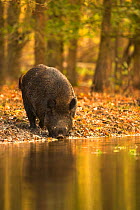 Wild Boar (Sus scrofa) drinking from woodland pool. Holland, Europe, November.