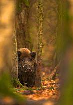 Wild Boar (Sus scrofa) in woodlands. Holland, Europe, November.