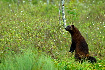 Wolverine (Gulo gulo) in a forest, standing on hind legs. Finland, Europe, June.