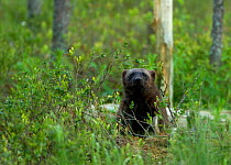 Wolverine (Gulo gulo) portrait in forest. Finland, Europe, June.