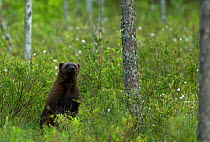 Wolverine (Gulo gulo) in forest habitat. Finland, Europe, June.