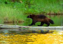 Wolverine (Gulo gulo) crossing a log on water. Finland, Europe, June.