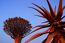 Kokerboom / Quiver tree (Aloe dichotoma) Kokerboom forest, Kalahari, Namibia.