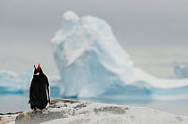 Gentoo penguin (Pygoscelis papua) calling, Culverville Island, Gerlache Strait, Antarctic peninsula, Antarctica, March
