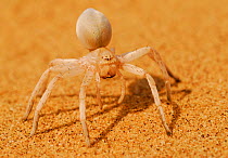 Golden wheel / Cartwheeling spider (Carparachne aureoflava), Namib desert, Namibia, November