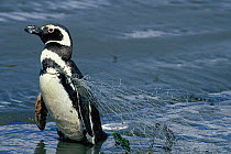 Magellanic penguin (Spheniscus magellanicus) caught in fishing nets on the island of Chiloe, Chile