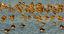 Mixed flock of Golden plover (Pluvialis apricaria)  and Lapwing (Vanellus vanellus) roosting in shallow water of lagoon, evening, Titchwell RSPB Reserve, Norfolk, UK, October