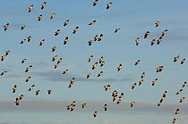 Flock of Lapwing (Vanellus vanellus) in flight, turning together in evening light, Norfolk, UK.