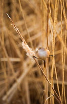 Bearded tit / reedling / parrotbill (Panurus biarmicus) adult female with legs stretched between Bullrush (Typha latifolia) and reed stem, feeding on bullrush seeds, Rainham Marshes RSPB Reserve, Lond...