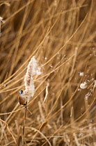 Bearded tit / reedling / parrotbill (Panurus biarmicus) adult male perched on Bullrush (Typha latifolia) feeding on seeds, Rainham Marshes RSPB Reserve, London, UK, February