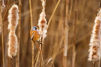 Bearded tit / reedling / parrotbill (Panurus biarmicus) adult male perched on Bullrush (Typha latifolia) feeding on seeds, Rainham Marshes RSPB Reserve, London, UK, February. Did you know? Bearded tits are neither bearded nor tits.